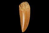 Serrated, Raptor Tooth - Real Dinosaur Tooth #173527-1